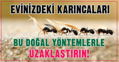 Evinizdeki karıncalardan bu doğal yöntemlerle kurtulun! 4