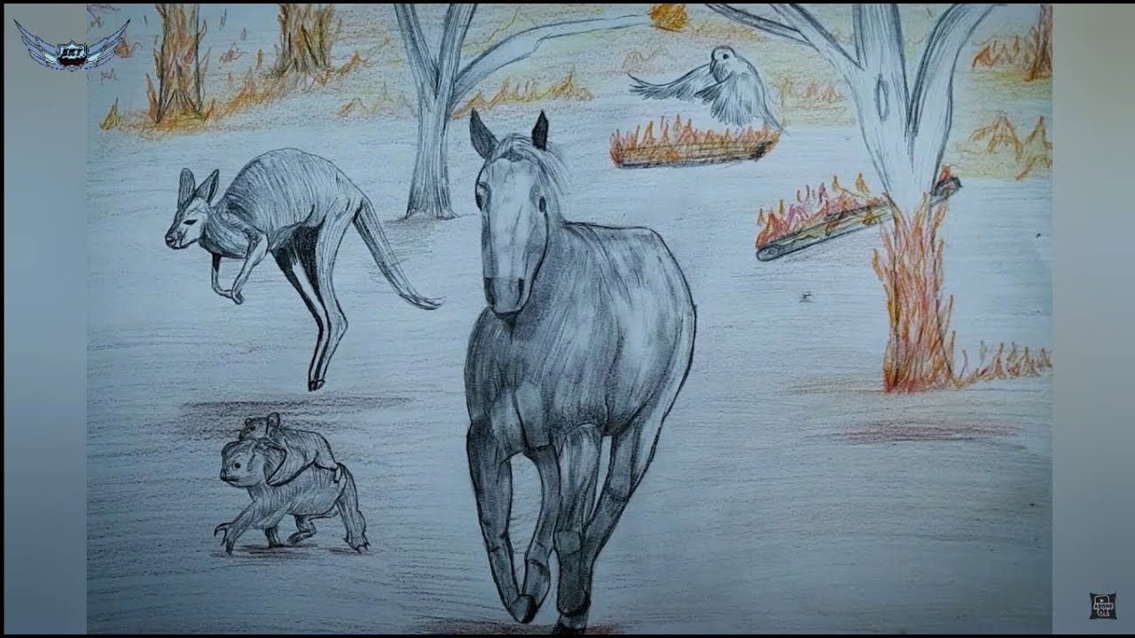 Avustralya Orman Yangınlarını Anlatan Çizim - Kanguru, koala, at, papağan