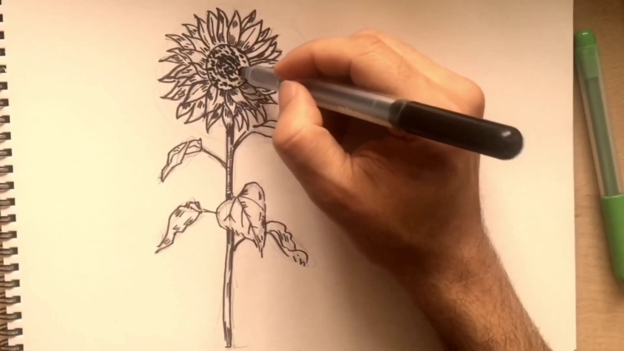 Ayçiçeği nasıl çizilir | ayçiçeği resmi nasıl çizilir