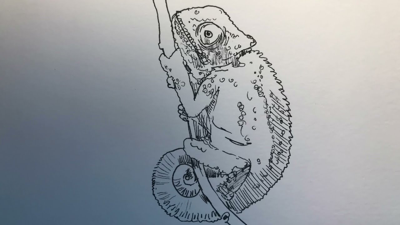 Bukalemun nasıl çizilir | How to draw chameleon