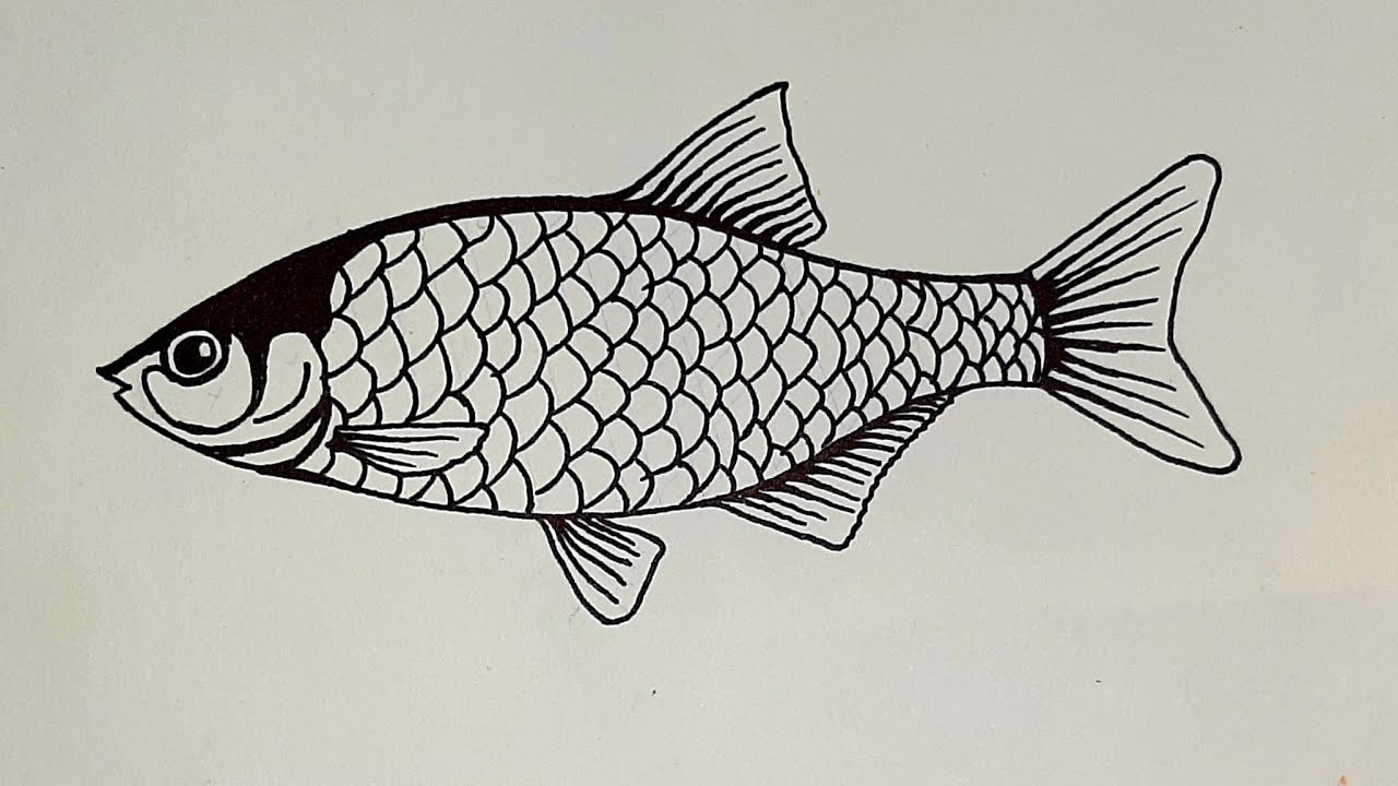 How to draw a fish step by step/ fish drawing easy with color step by step/aquarium fish drawing
