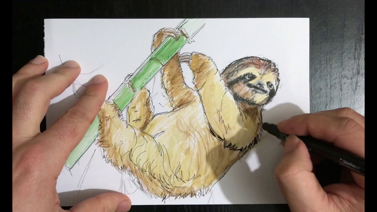 How to draw a sloth | A sloth drawing | Tembel hayvan çizimi