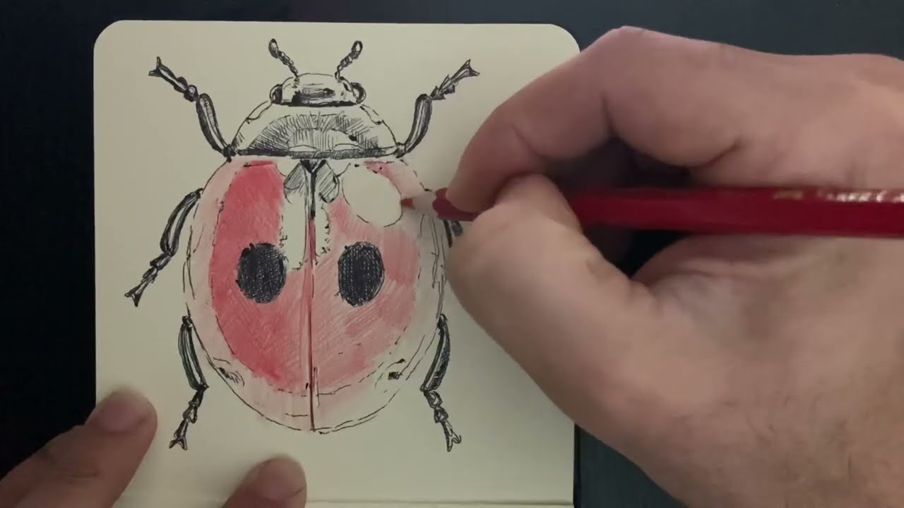 How to draw lady bug  | Lady bug drawing for the beginners
