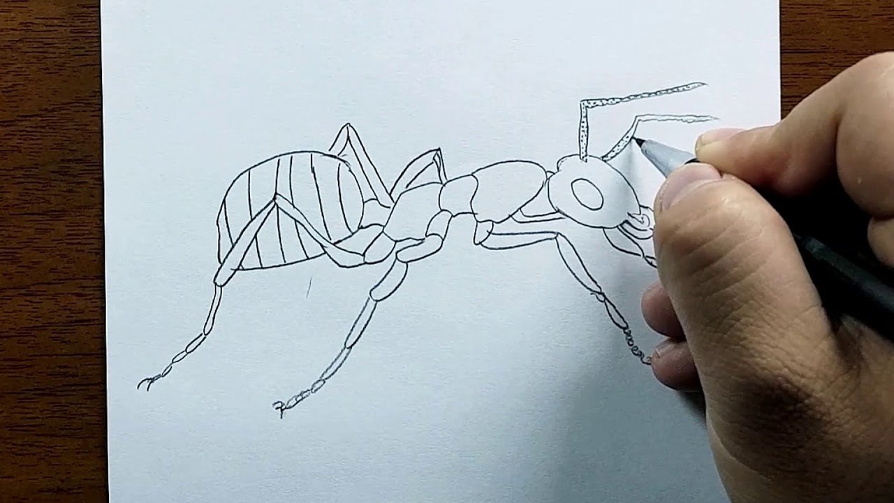 Karınca Çizimi - Nasıl Çizilir - hayvan resmi