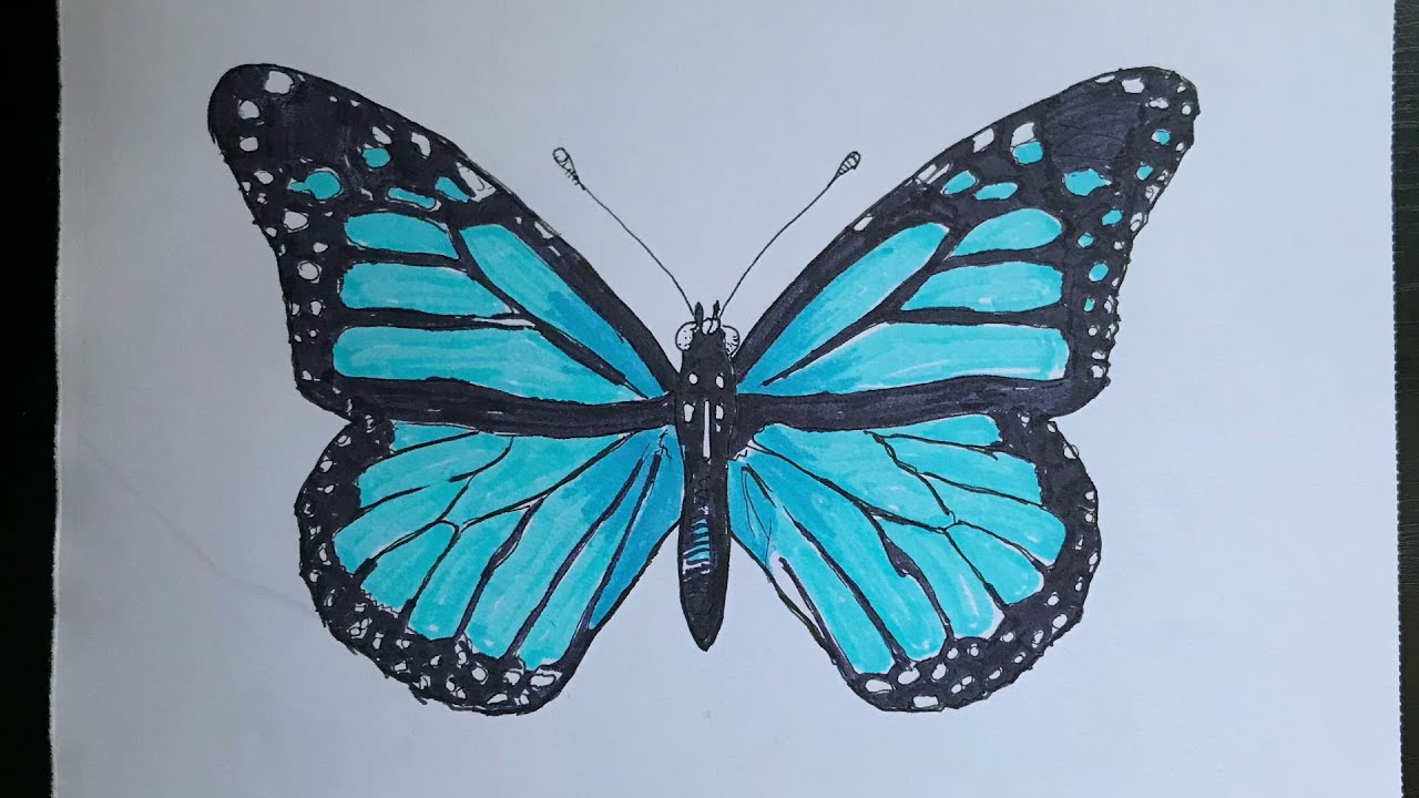 Kolay renkli kelebek nasıl çizilir | Kolay Kelebek çizimi | how to draw butterfly easily