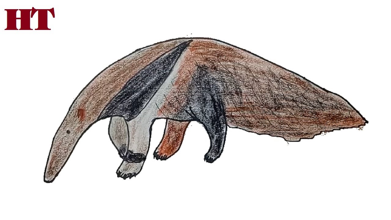 How to Draw a Anteater step by step