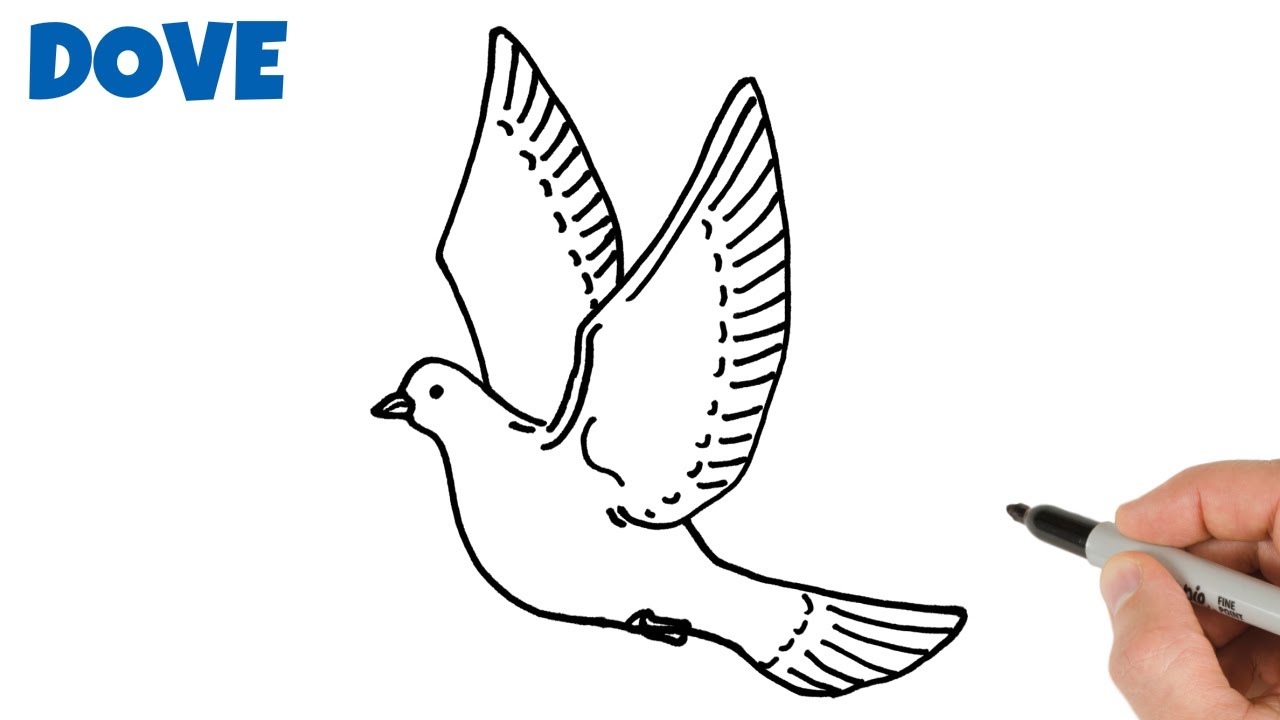 How to Draw a Dove Easy | Animals Drawings