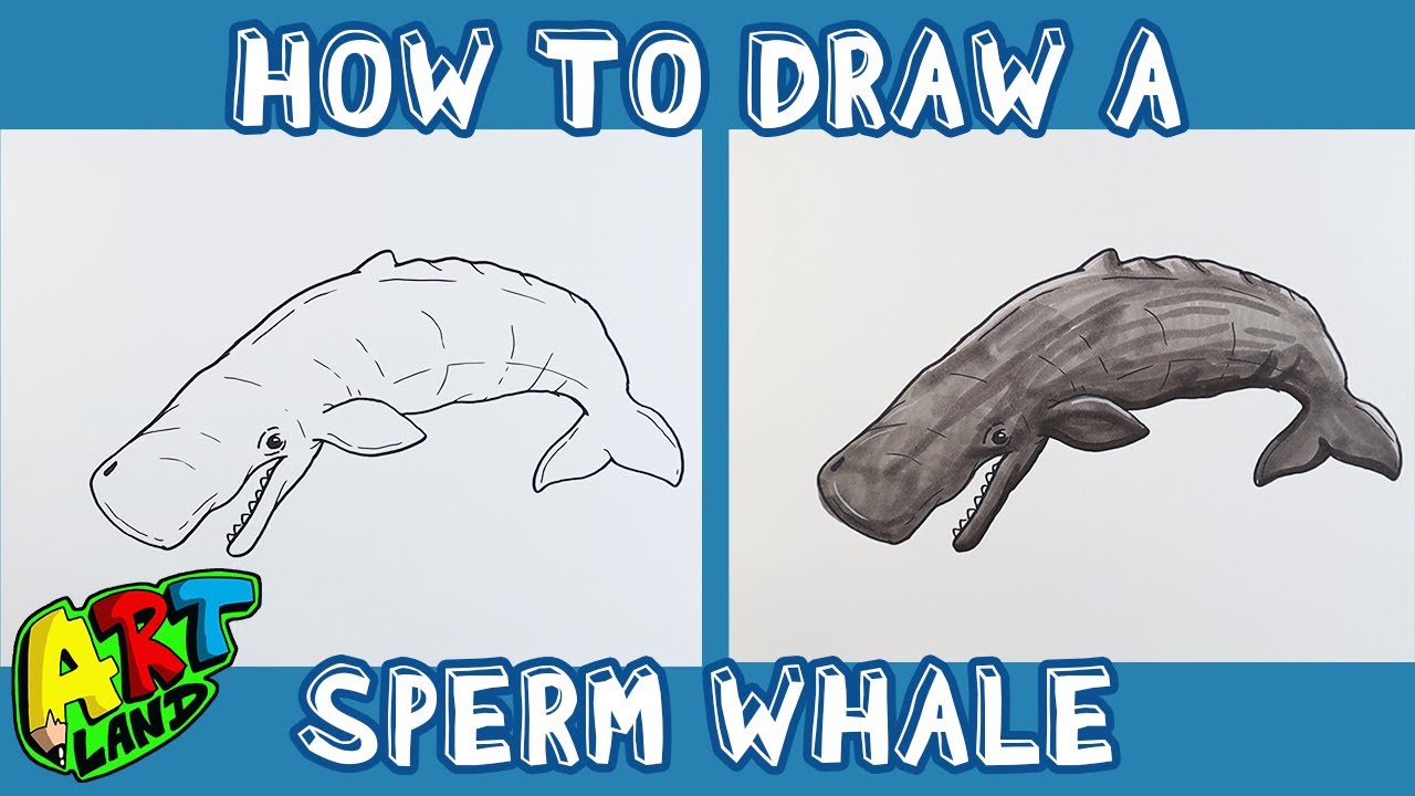 How to Draw a SPERM WHALE!!!