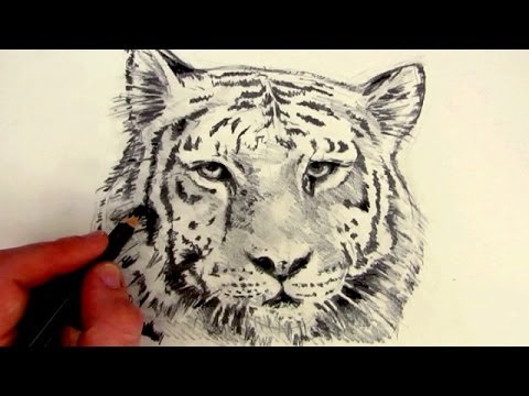 How to Draw a Tiger: Time Lapse