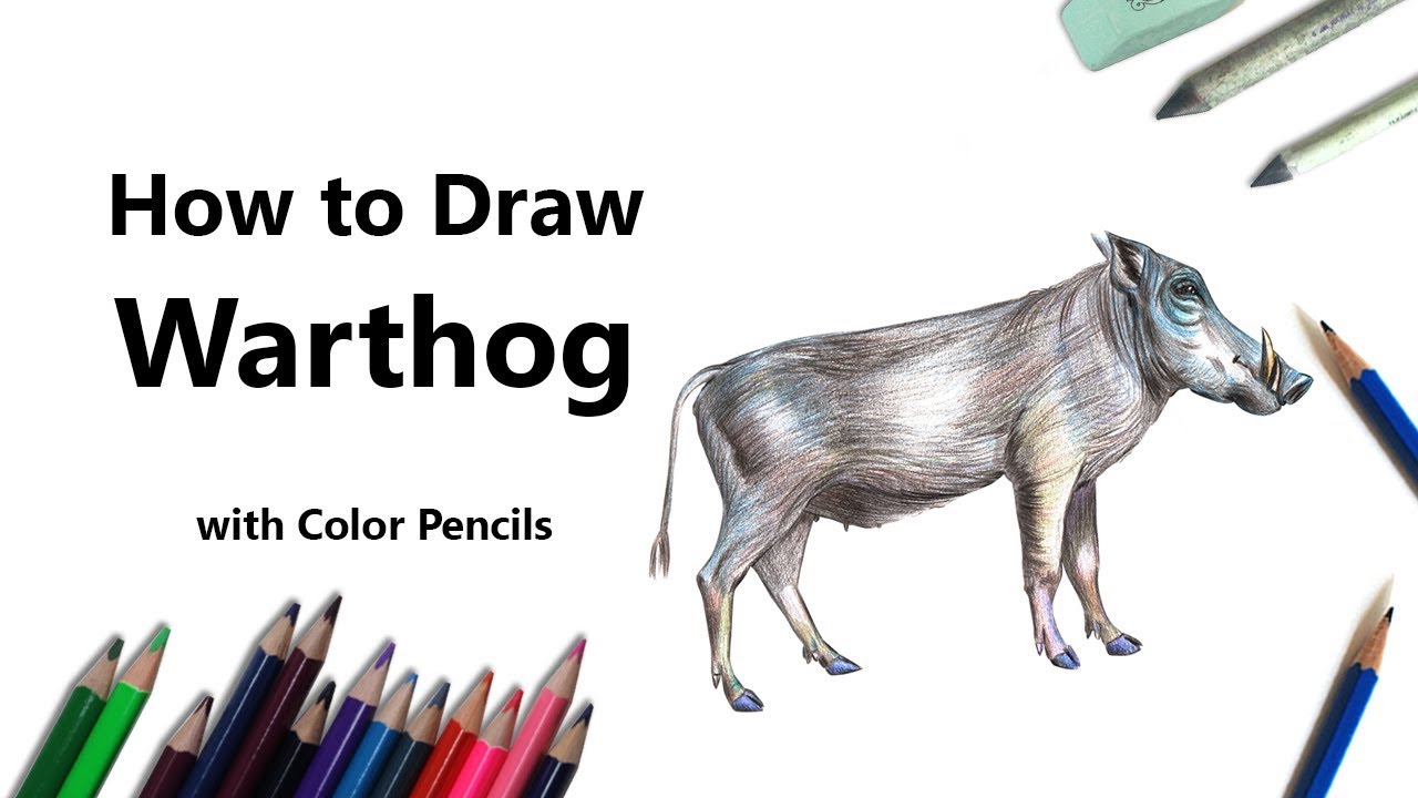How to Draw a Warthog with Color Pencils [Time Lapse]