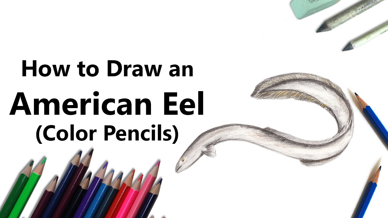 How to Draw an American Eel with Color Pencils [Time Lapse]