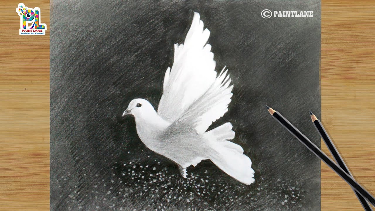 How to draw flying white dove with pencil for beginners || Pencil drawing and shading