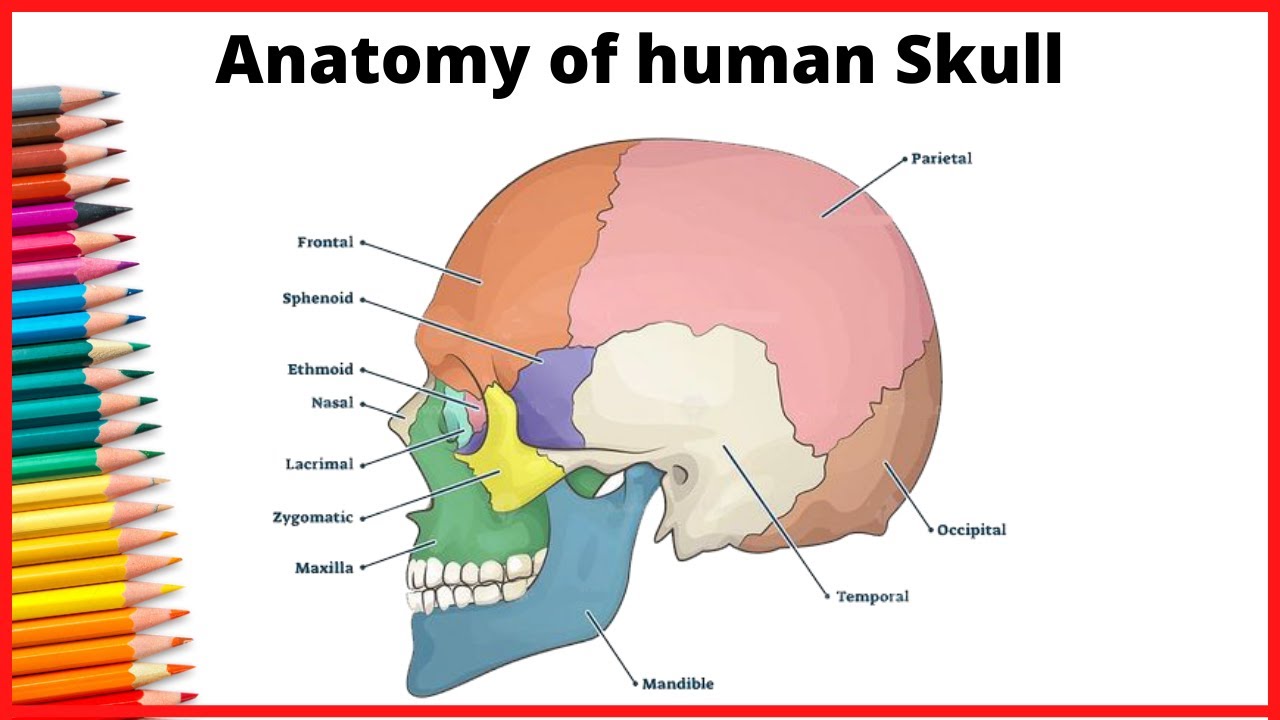 Human skull anatomy drawing | Skull Drawing with part names