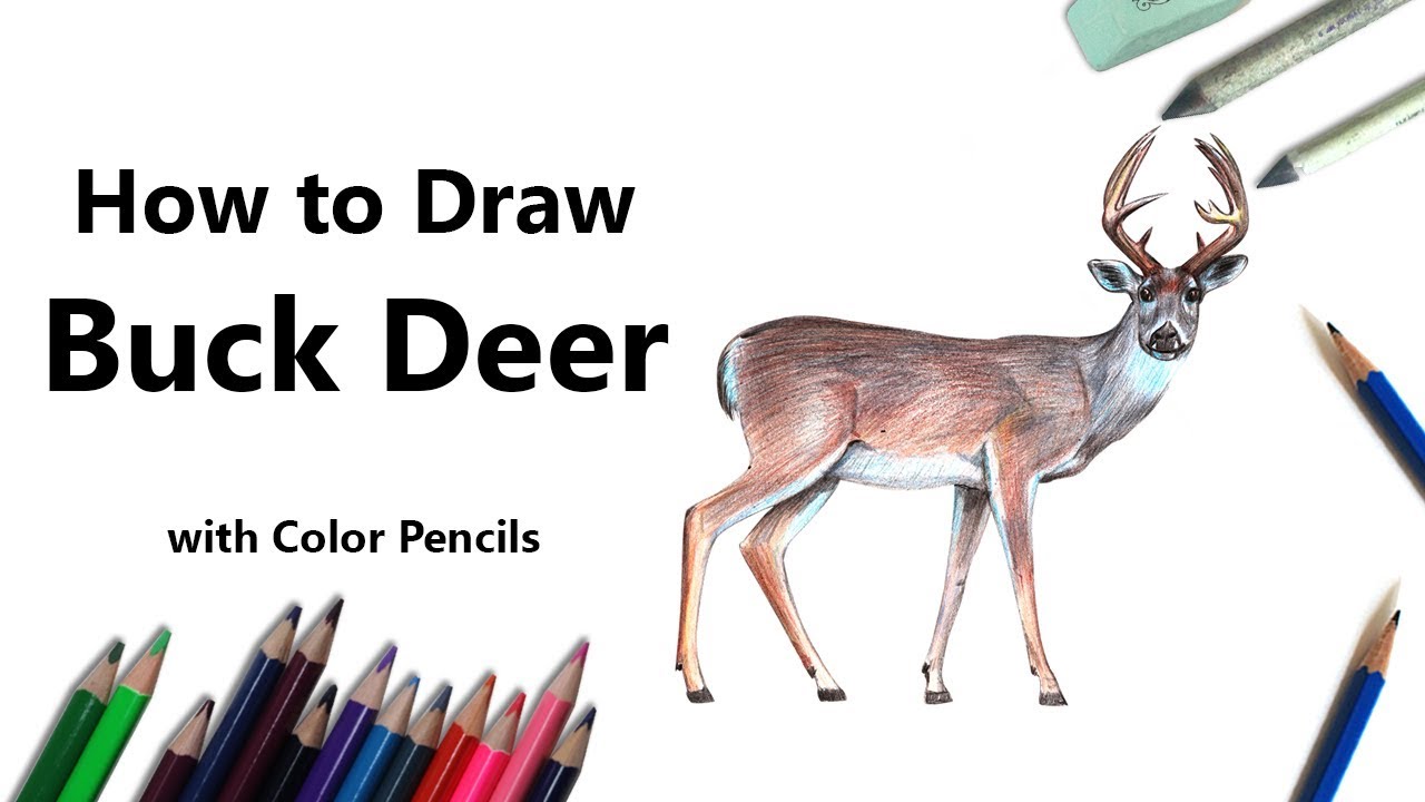 Buck Deer  Color Pencils   YouTube