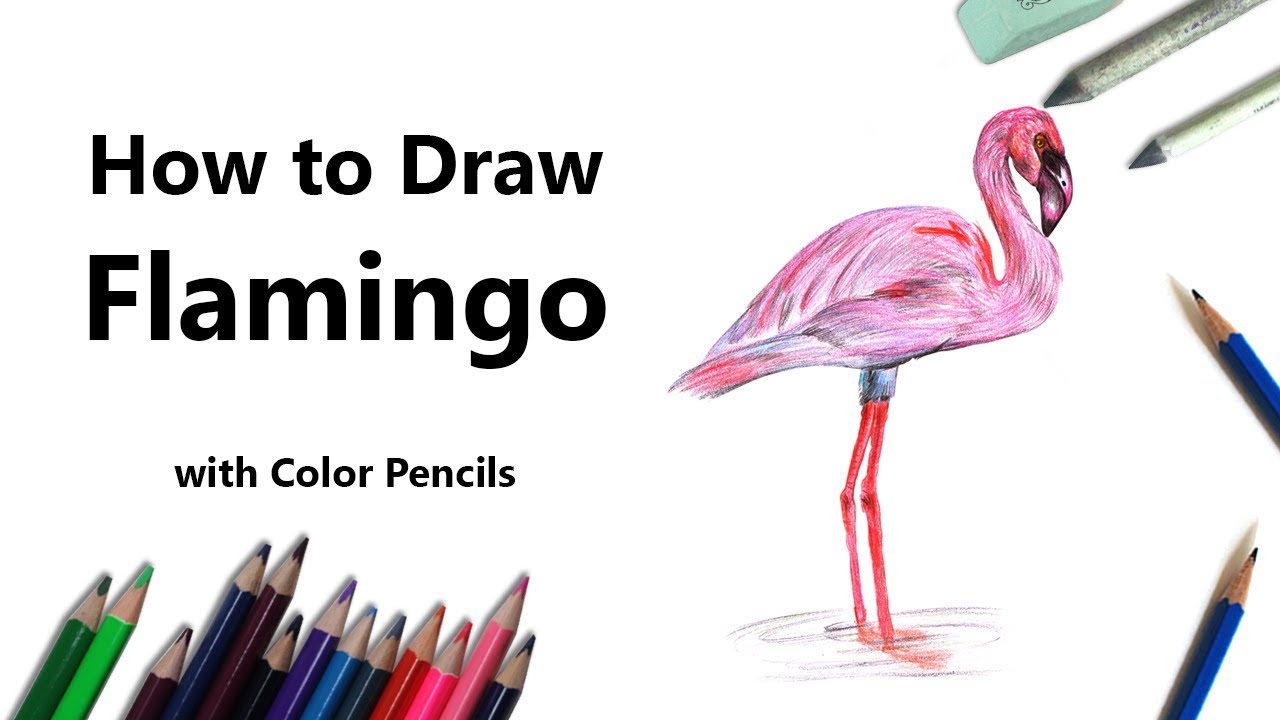 Flamingo  Color Pencils   YouTube