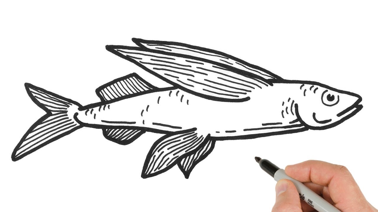 How to Draw Flying Fish | Animals Drawing Tutorial