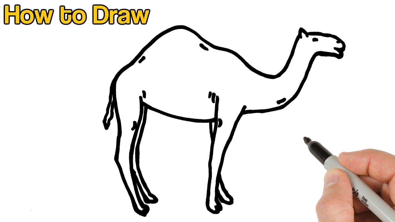 How to Draw a Camel | Easy animals drawings for beginners