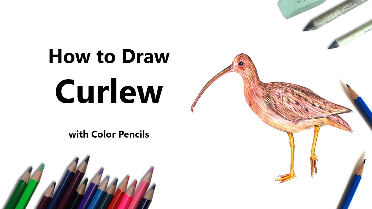 How to Draw a Curlew with Color Pencils [Time Lapse]