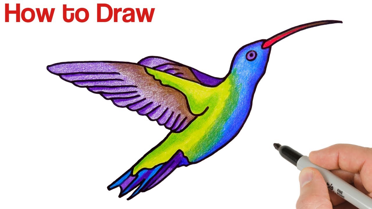 How to Draw a Hummingbird | Art Tutorial
