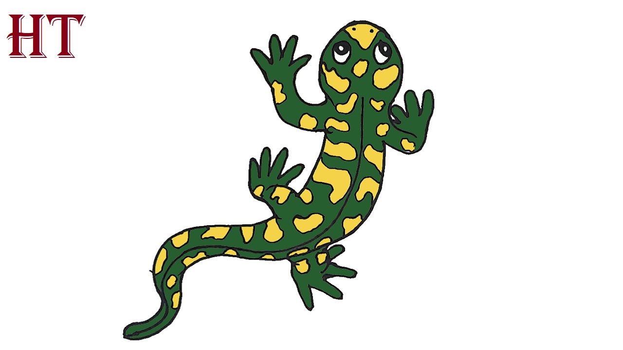 How to Draw a Salamander Easy Step by Step