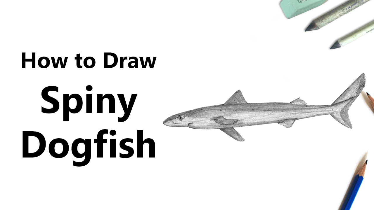 How to Draw a Spiny Dogfish with Pencils [Time Lapse]