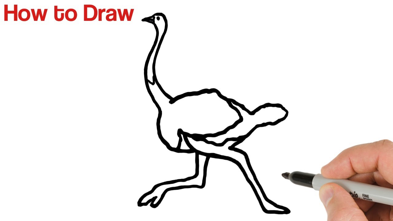 How to Draw an Ostrich Easy | Animal drawings for beginners