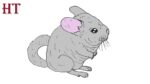How to draw a Chinchilla Step by Step