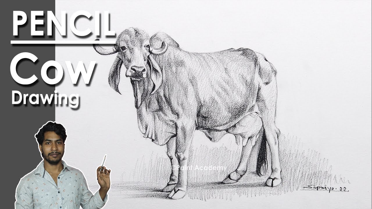 Pencil Drawing Techniques : How to Shade A Cow | steps to follow