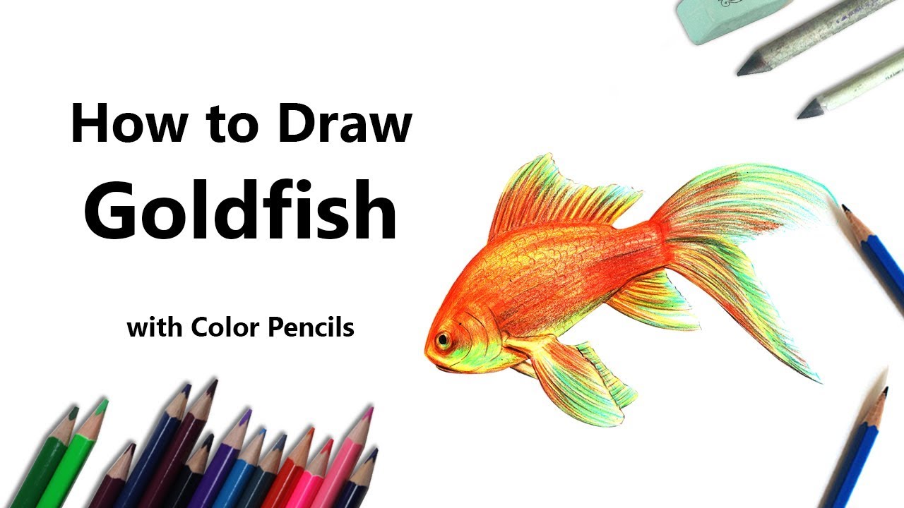 Goldfish   Color Pencils   YouTube