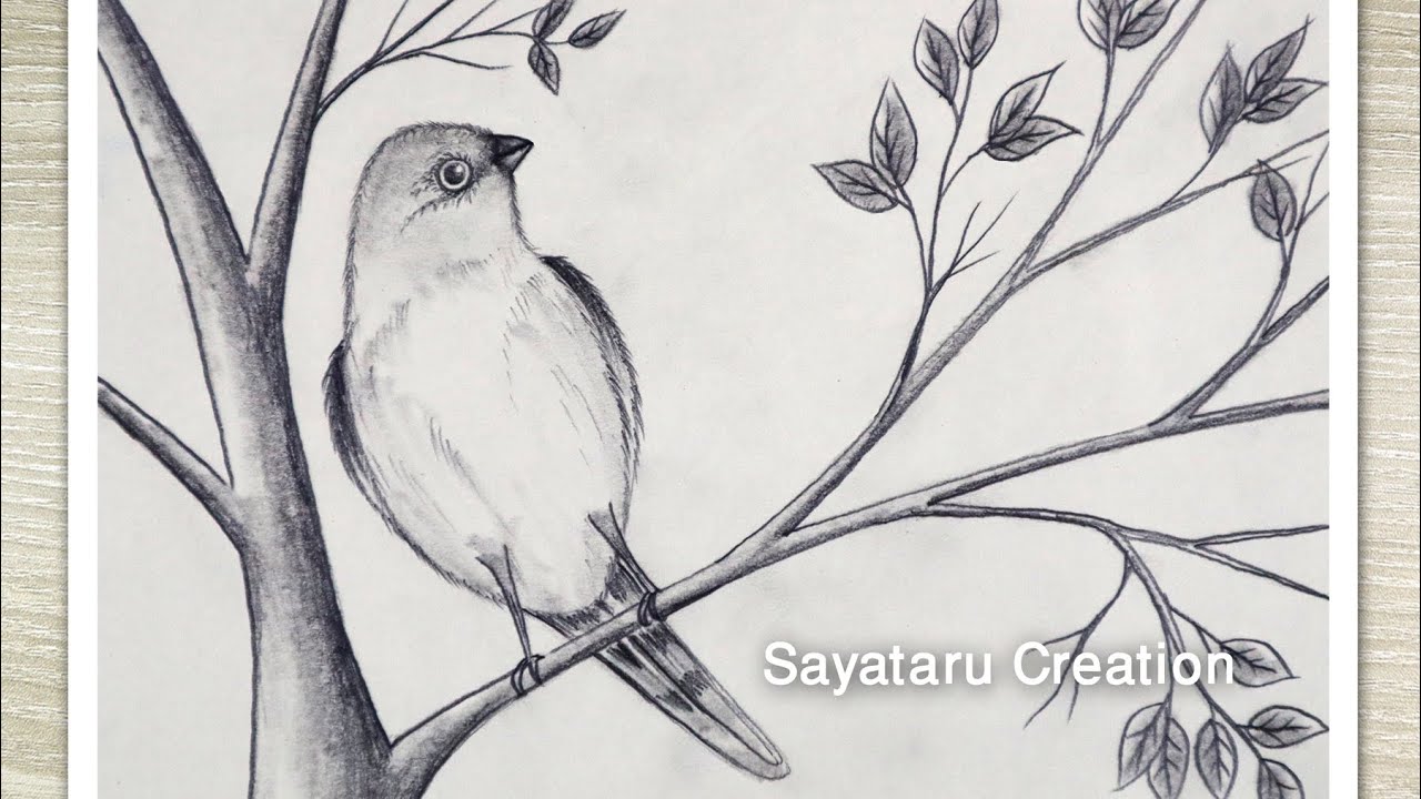 How to Draw Birds Scenery with pencil, Bird Sitting on Tree Drawing