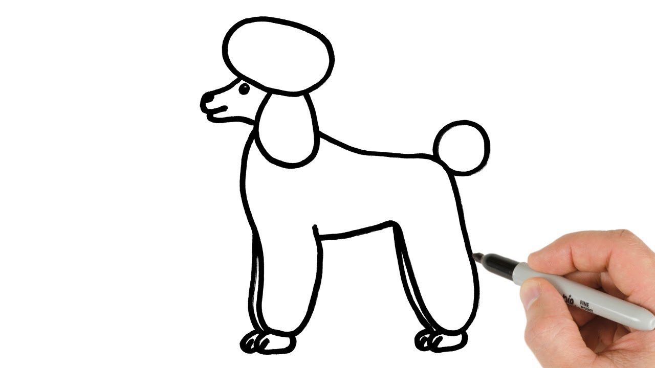 How to Draw Poodle Dog Drawing Tutorial for Beginners