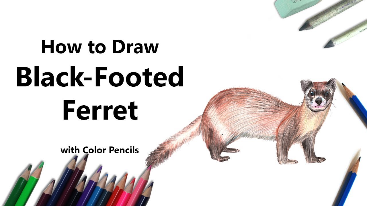 How to Draw a Black-Footed Ferret with Color Pencils [Time Lapse]