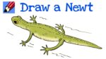 How to Draw a Newt Real Easy - Step-by-step - Pond Life