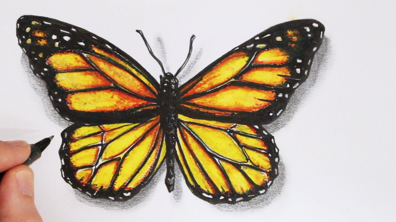 How to Draw a Realistic Butterfly: Time Lapse