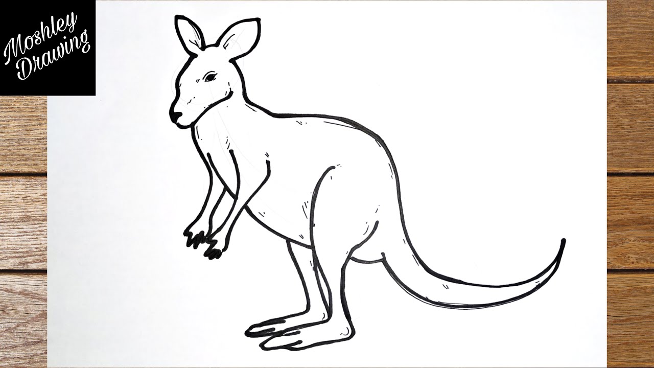 How to Draw a Wallaby Easy