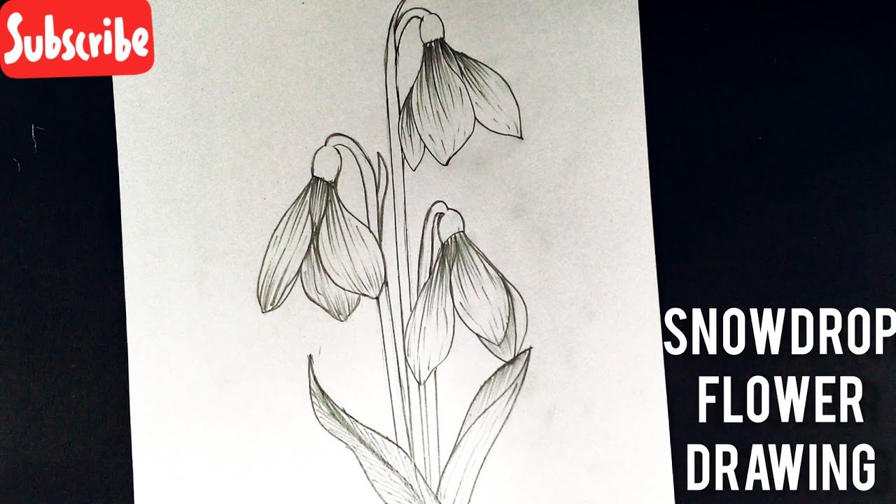 How to draw flowers easy step by step for beginners|| Snowdrop Flower