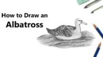 How to Draw a Albatross with Pencils [Time Lapse]