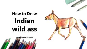 How to Draw a Indian Wild Ass with Color Pencils [Time Lapse]