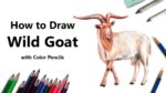 How to Draw a Wild Goat with Color Pencils [Time Lapse]