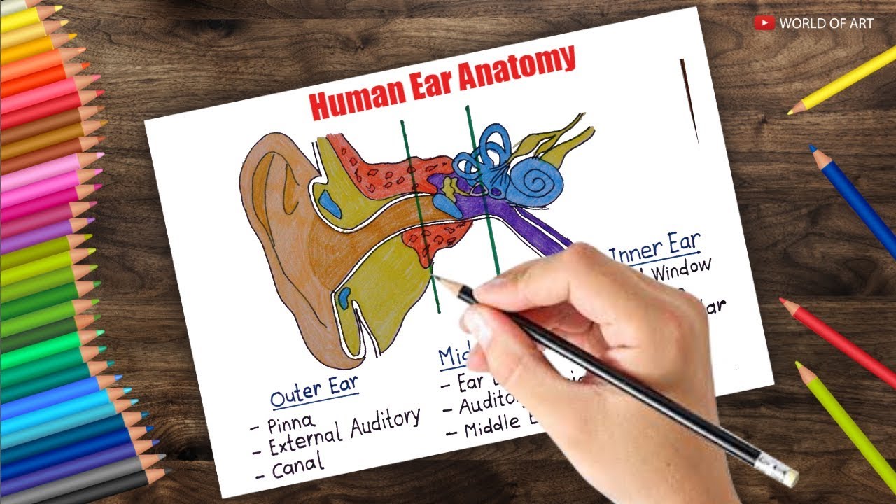 Human ear diagram drawing step by step | human ear anatomy