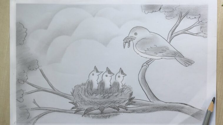 Bird Nest Drawing | Bird feeding babies in bird nest Pencil Sketch