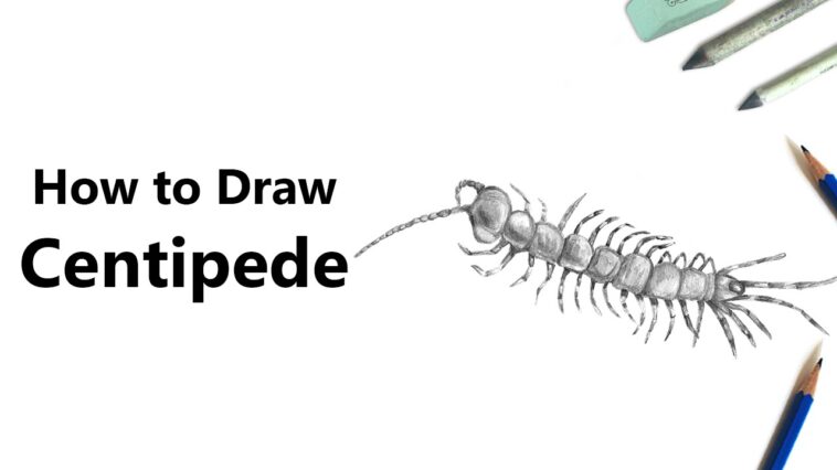Comment dessiner un mille-pattes avec des crayons [Time Lapse]