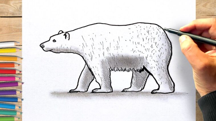 Comment dessiner un ours polaire etape par etape