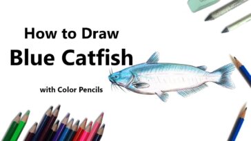 Comment dessiner un poisson-chat bleu avec des crayons de couleur [Time Lapse]