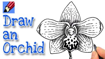 Comment dessiner une fleur d'orchidée vraiment facile