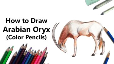 How to Draw a Arabian Oryx with Color Pencils [Time Lapse]