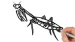 How to Draw a Mantis | Easy Insects Drawings