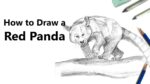 How to Draw a Red Panda with Pencils [Time Lapse]