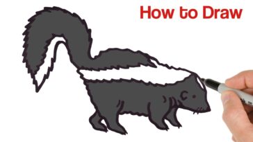 How to Draw a Skunk | Easy Animals Drawings