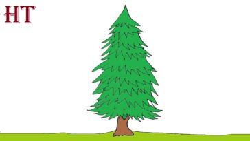 Step by step instructions on how to draw a spruce tree